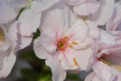 Prunus serrulata 'Amanogawa' - višeň pilovitá 'Amanogawa' (sakura) - květy (detail)